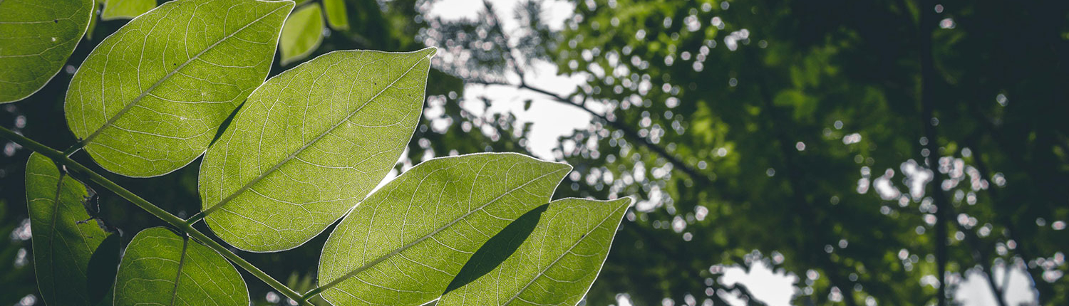 pexels-jeswin-1376401